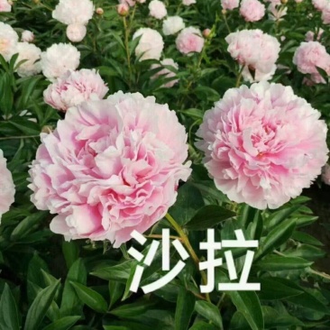 精品芍药花苗，芍药之乡，园林景观，庭院观赏，现挖保活