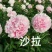 精品芍药花苗，芍药之乡，园林景观，庭院观赏，现挖保活