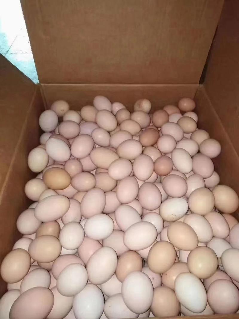 正宗皖南山林放养土鸡蛋，电商代发，优质原产地鸡场直发