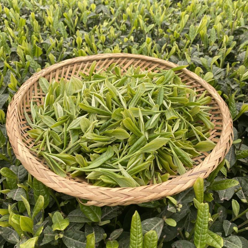 四川茶苗茶叶苗