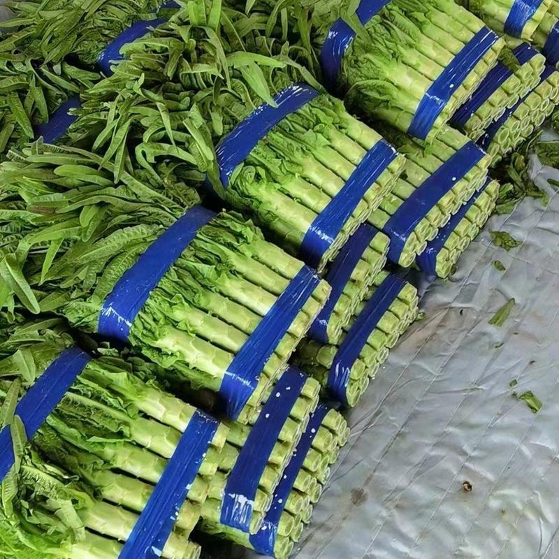 山东产地直发精品莴苣货源充足价格优惠可发全国