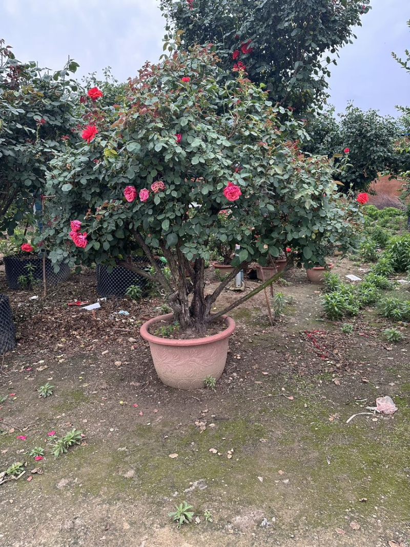 造型月季，大型古装月季，花色规格齐全。。