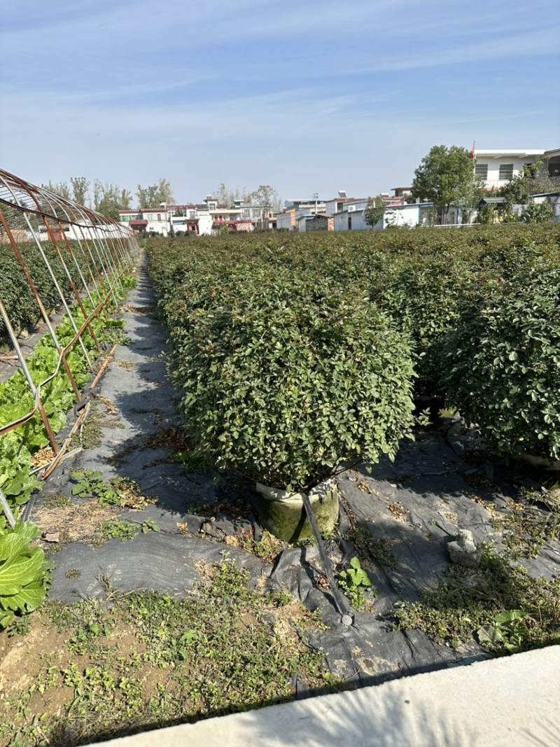 造型月季，大型古装月季，花色规格齐全。。