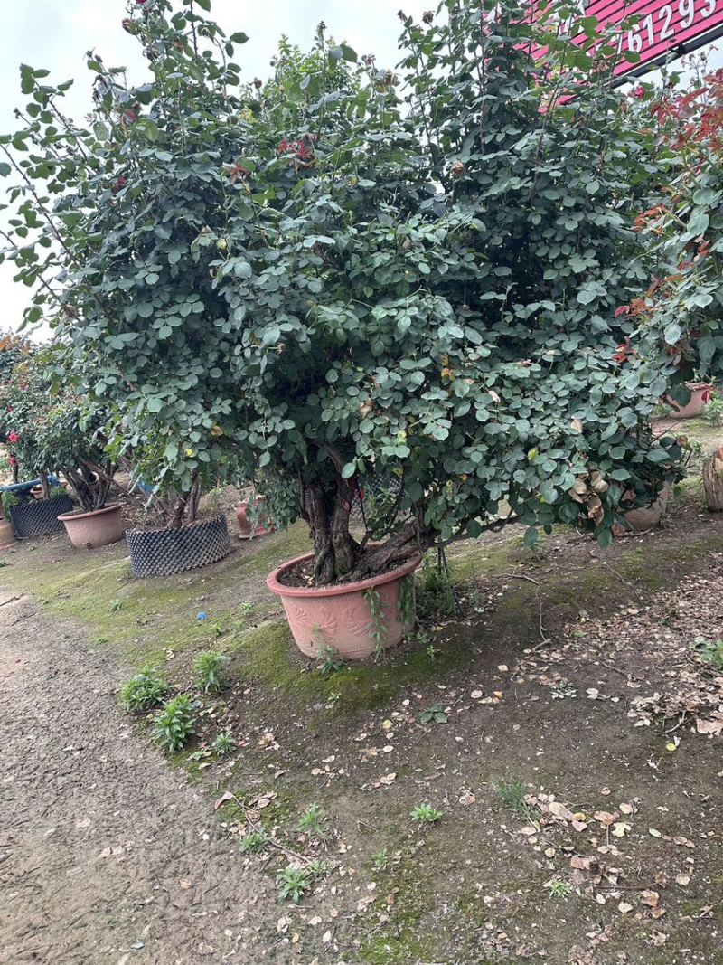 造型月季，大型古装月季，花色规格齐全。。