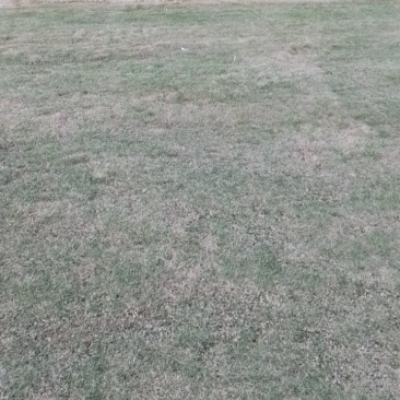 草皮