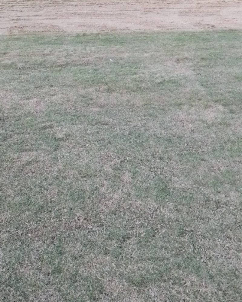 草皮