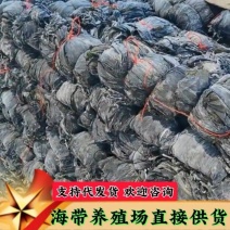 福建干海带产地直销日晒挂菜盐渍海带零售批发