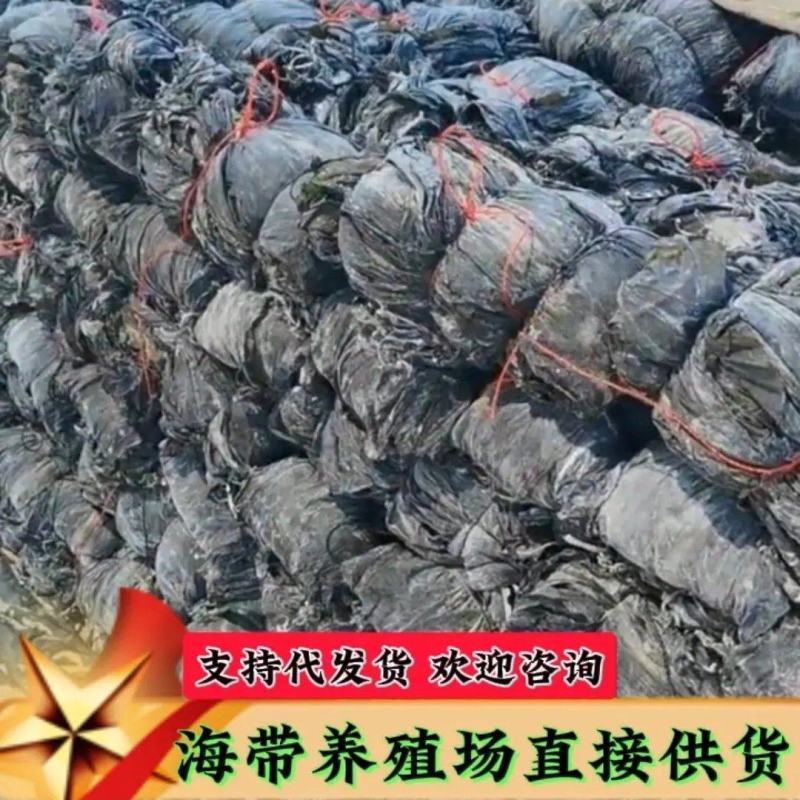 福建干海带产地直销日晒挂菜盐渍海带零售批发