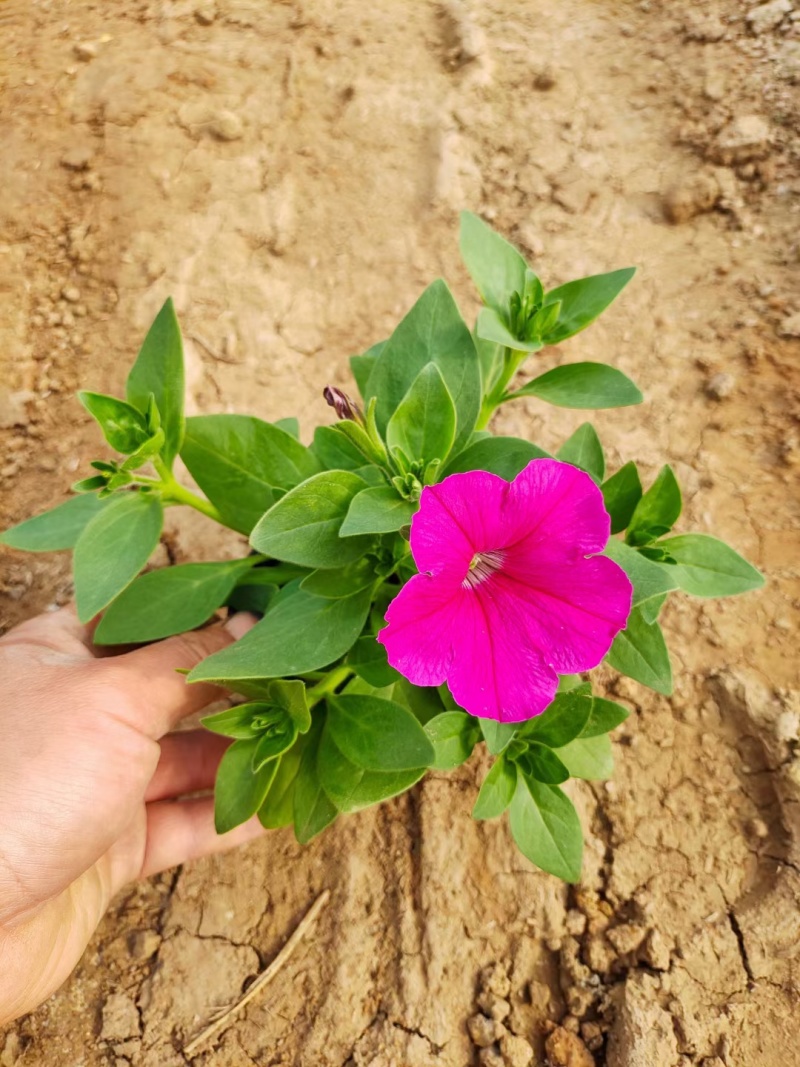 精品牵牛基地直发质量保证一手货源量大从优
