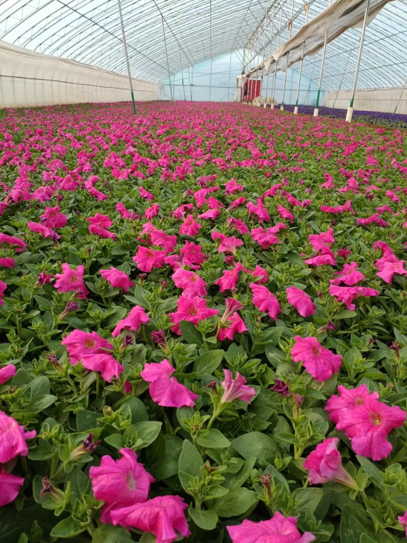 精品牵牛基地直发质量保证一手货源量大从优