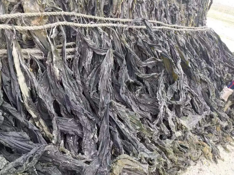 福建干海带产地直销日晒挂菜盐渍海带零售批发