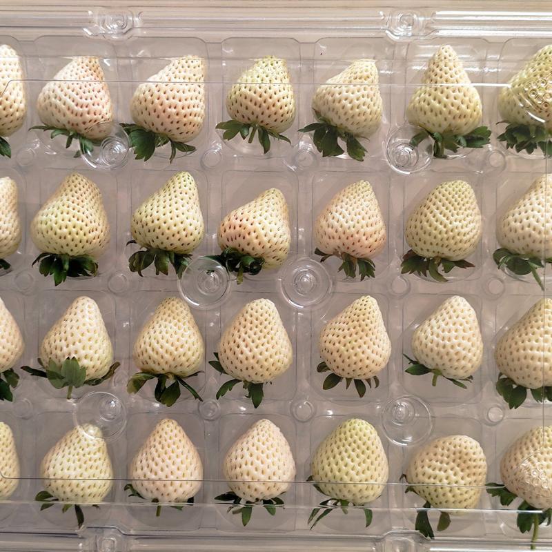 山东青岛平度大量供应白草莓，淡雪草莓新鲜供货超市市场档口
