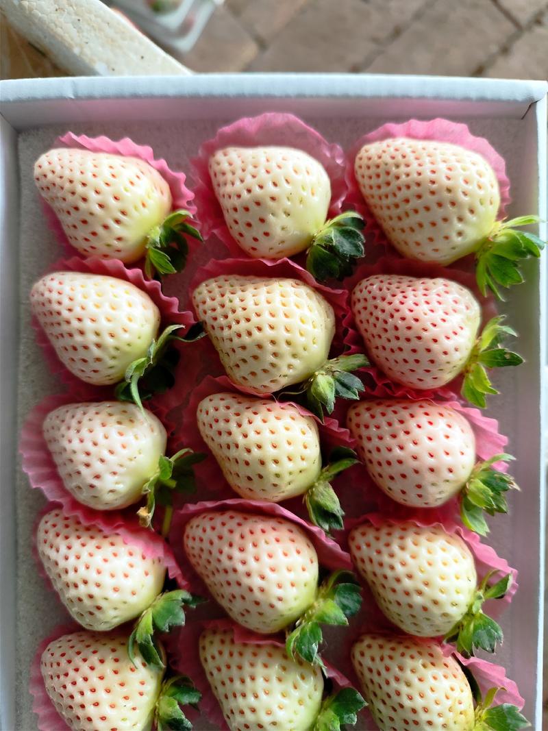 精品山东平度白草莓量大从优，淡雪草莓，新鲜发货，欢迎咨询