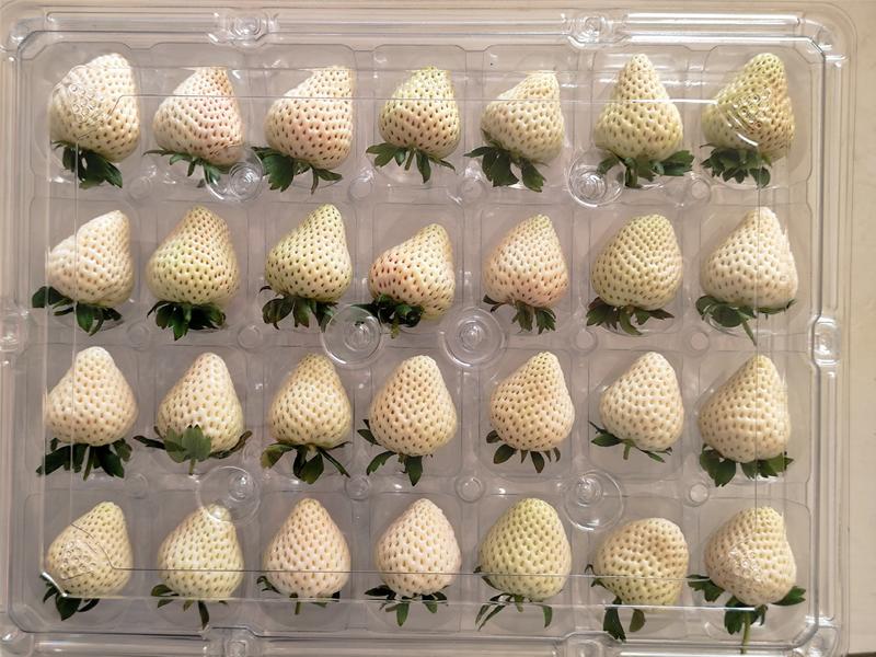 精品山东平度白草莓量大从优，淡雪草莓，新鲜发货，欢迎咨询