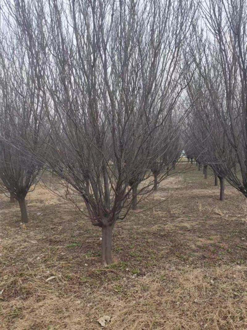 山东紫叶李苗木供应，量大从优，产地直发，各种规格都有