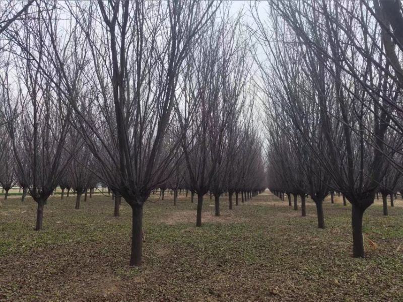 山东紫叶李苗木供应，量大从优，产地直发，各种规格都有