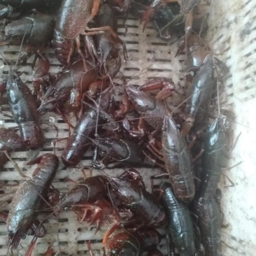 湖北小龙虾产地直发可供市场电商大量有货品质保证
