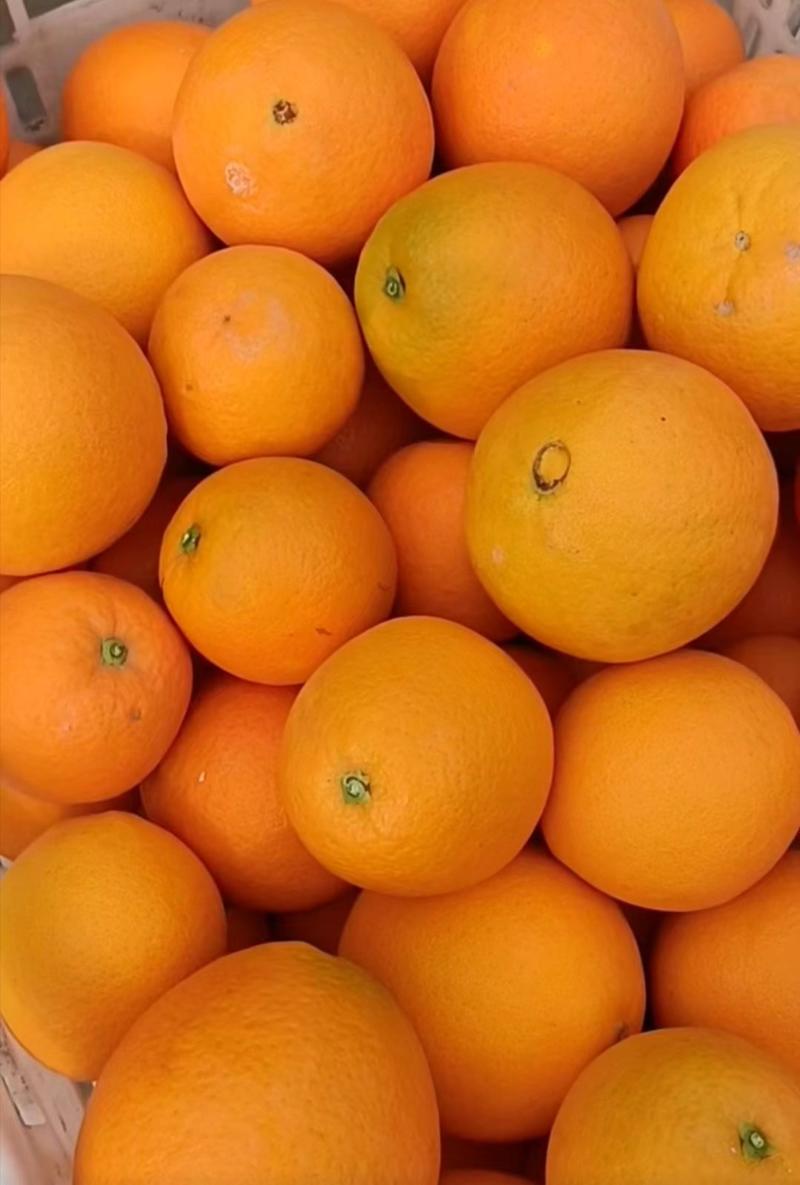 湖南血橙品质保证诚信经营欢迎联系接商超市场电商