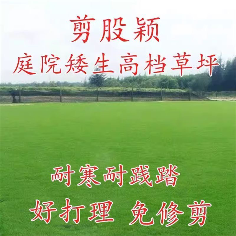 进口四季青长不高免修剪剪股颖草坪种子高档品种草籽矮生