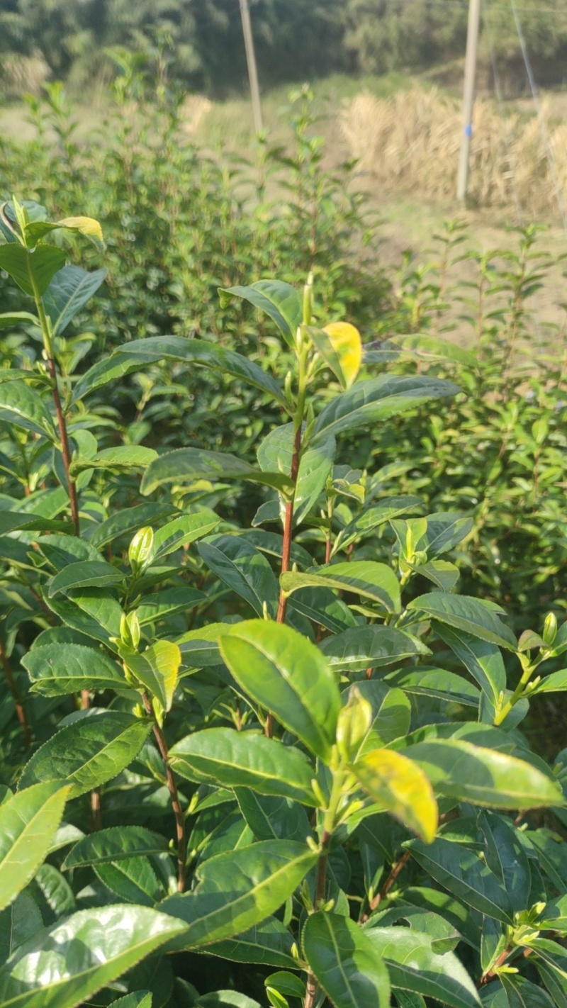 黄山毛峰茶叶