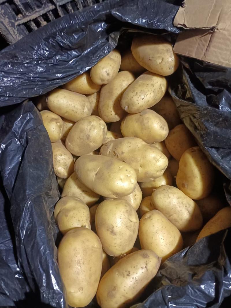 【推荐】山东荷兰十五土豆一手货源对接市场商超电商