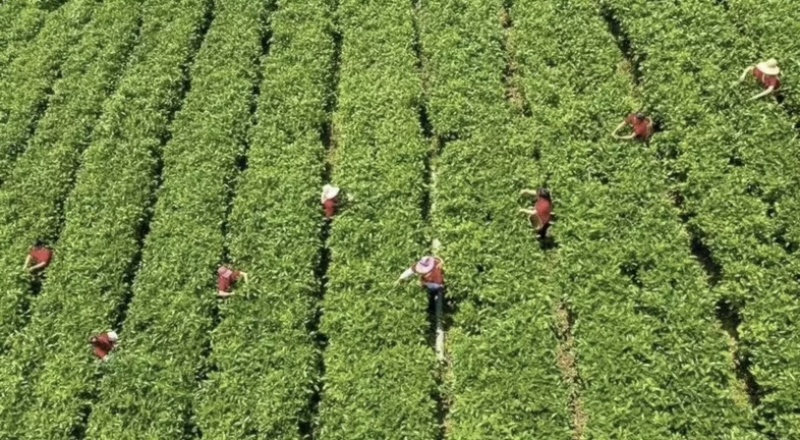 莽山红茶（英红九号）茶产地直发自然茶香0添加香精包邮