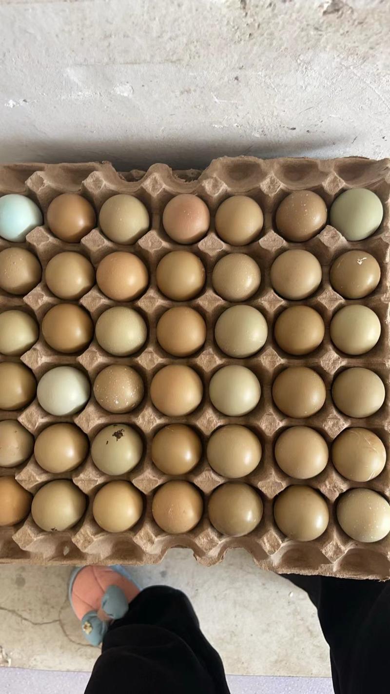 山东济南商河县七彩山野鸡蛋，养殖场发货，高峰期，初产蛋