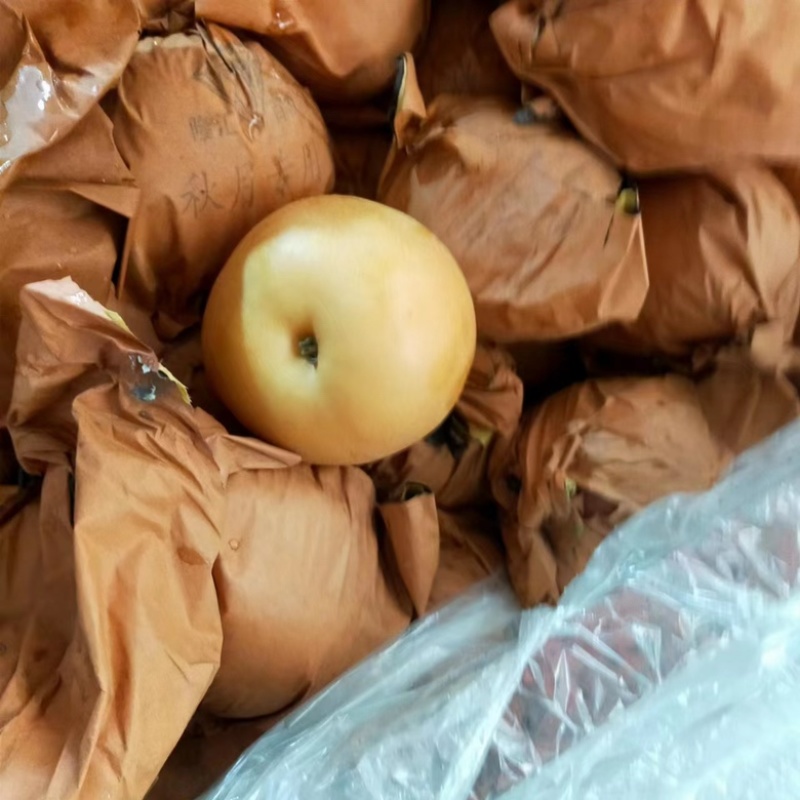 秋月梨山东梨大量供应皮薄多汁对接全国市场电商