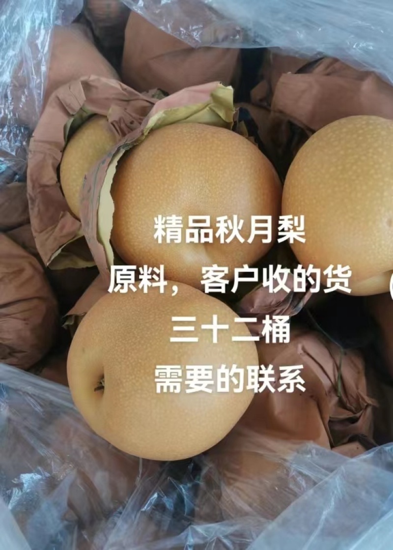 秋月梨山东梨大量供应皮薄多汁对接全国市场电商
