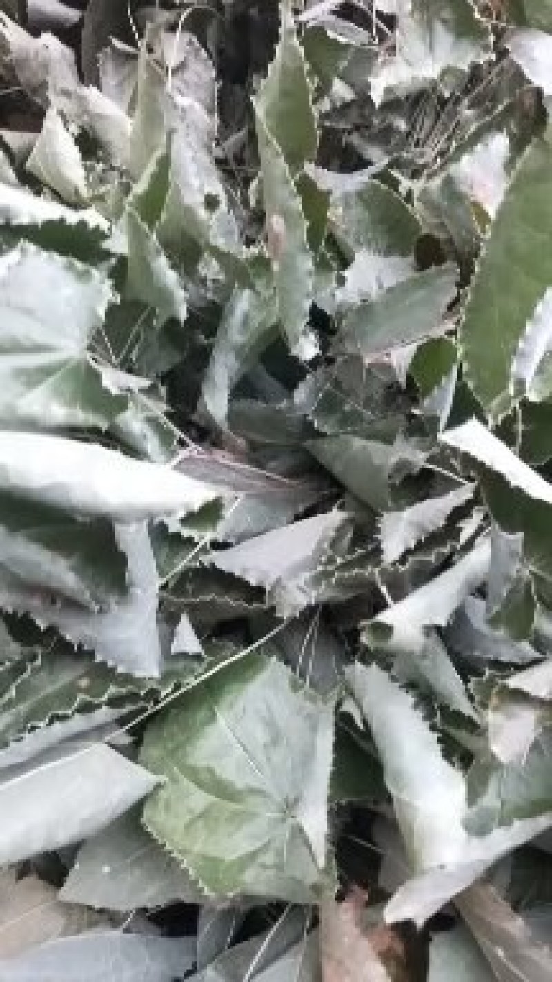 陕西汉中淫羊藿，香正气水
