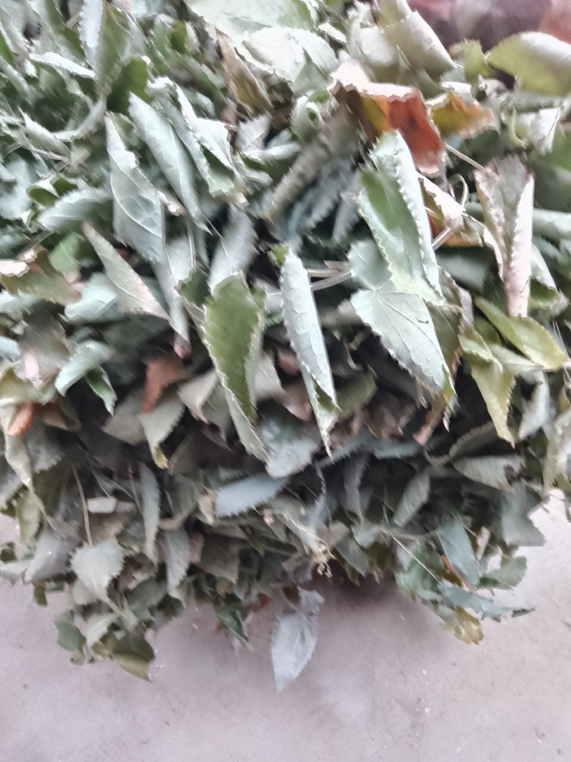 陕西汉中淫羊藿，香正气水