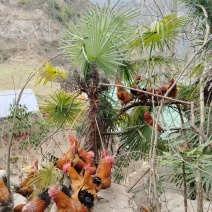 散养跑山土鸡