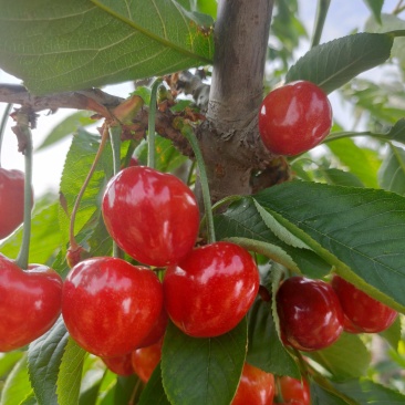 吉塞拉矮化樱桃苗，樱桃苗基地，美早，火箭，弗里斯克，