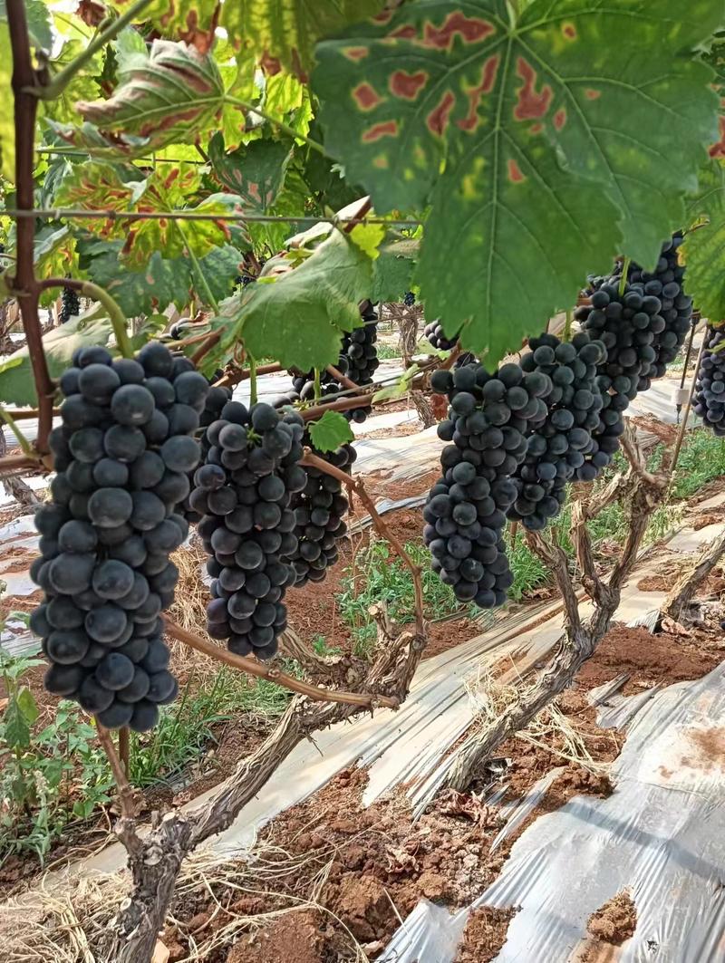 【精品】云南夏黑葡萄大量上市，产地直发品质保障，欢迎选购
