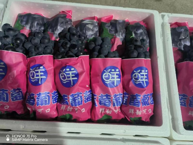 【精品】云南夏黑葡萄大量上市，产地直发品质保障，欢迎选购