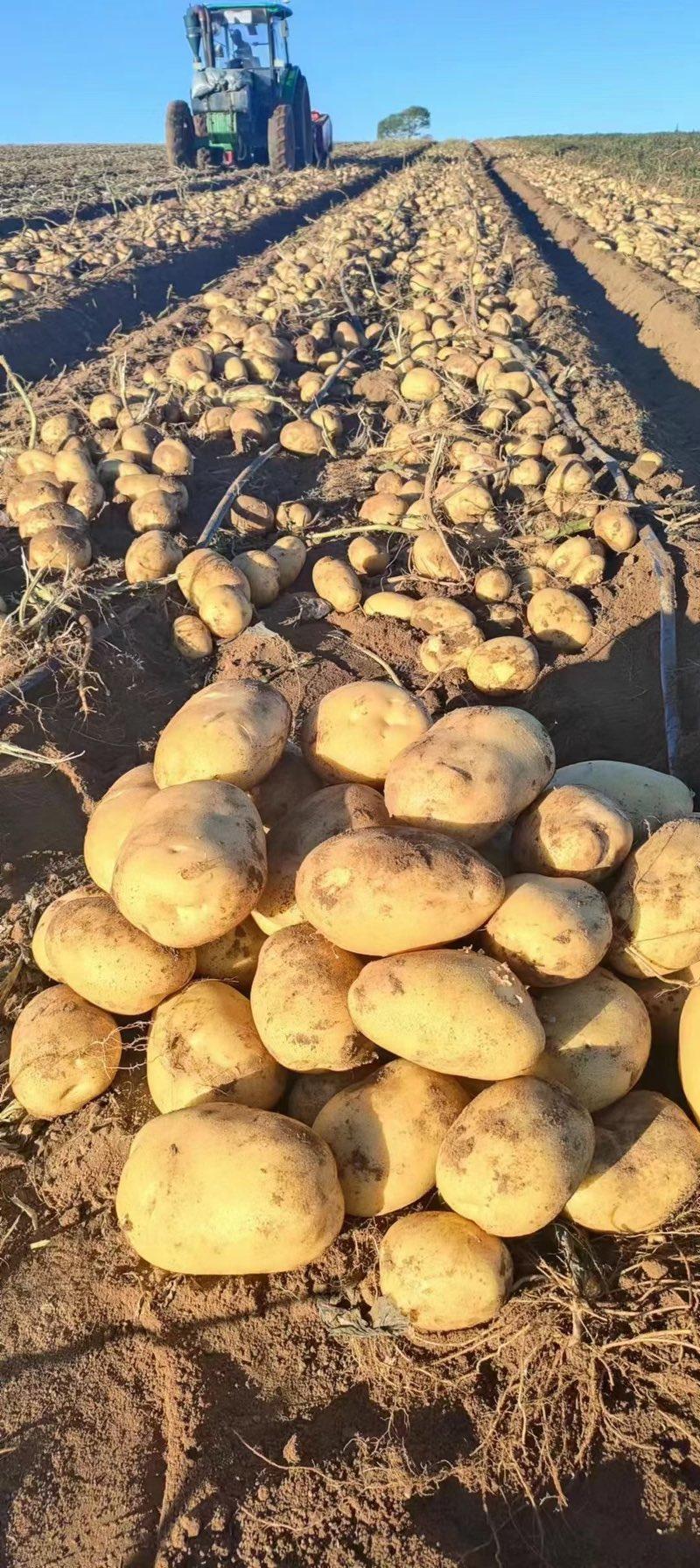 黄心黄皮V7希森荷兰沃土土豆全国发货质量保证