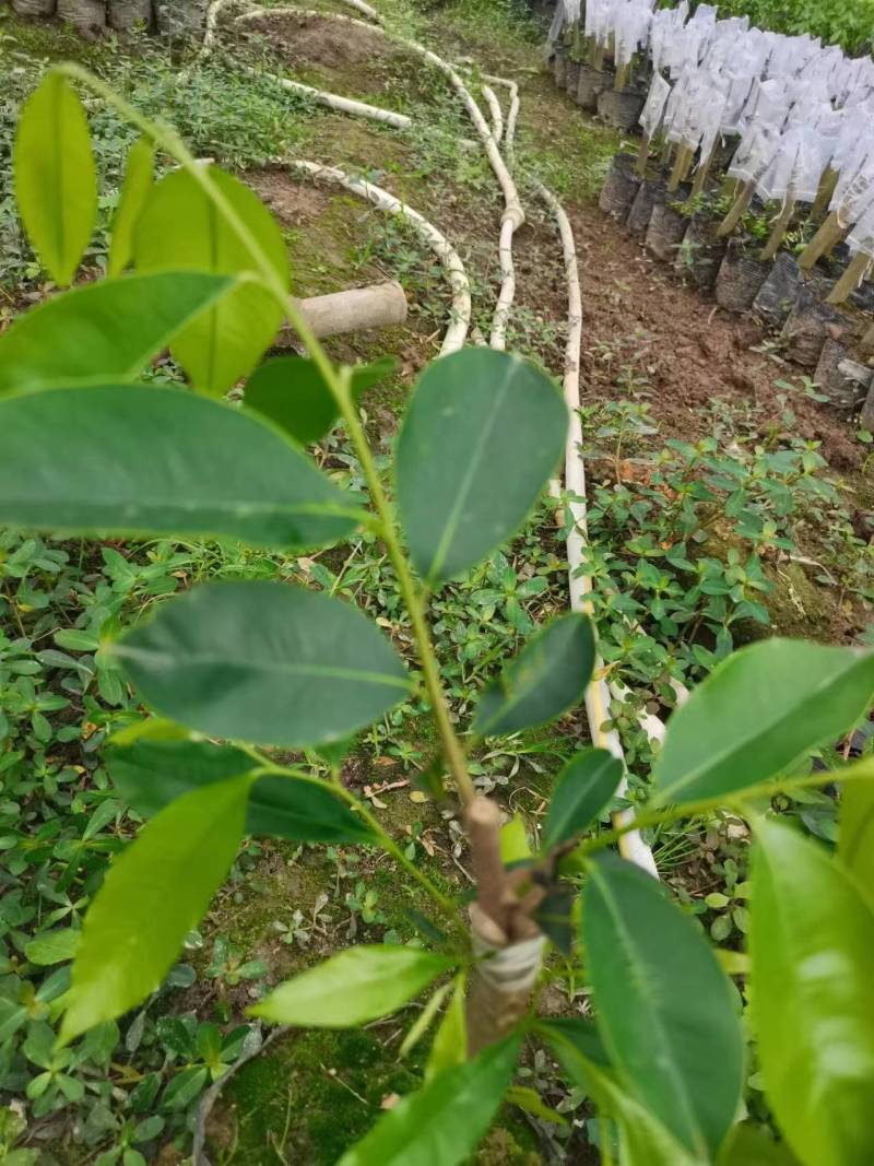 沉香奇楠