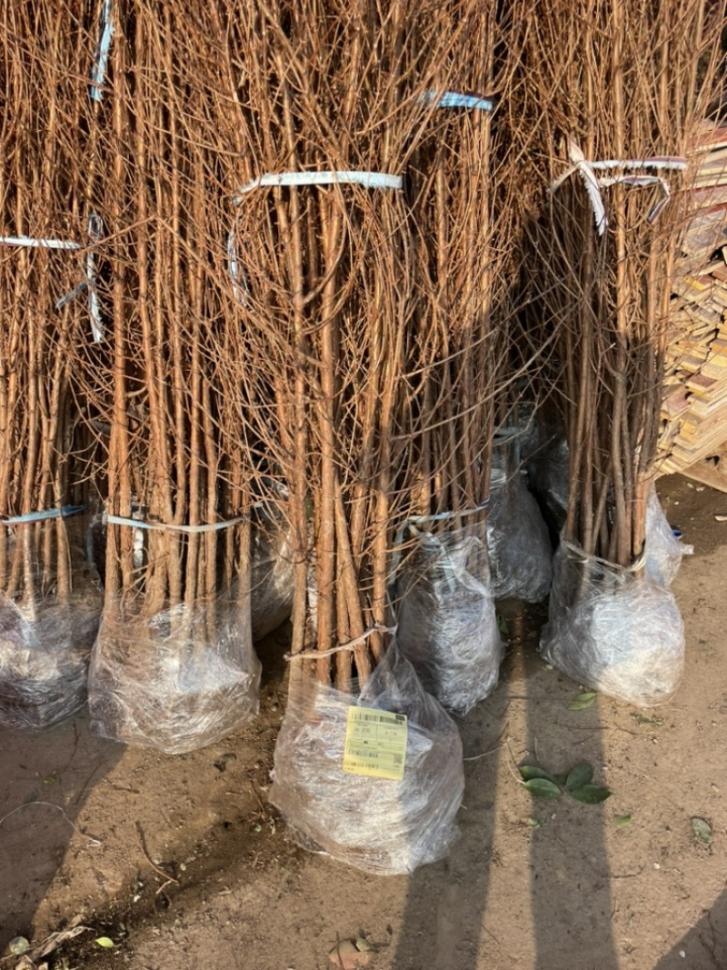 万盛花木常年出售水杉工程绿化用苗规格齐全