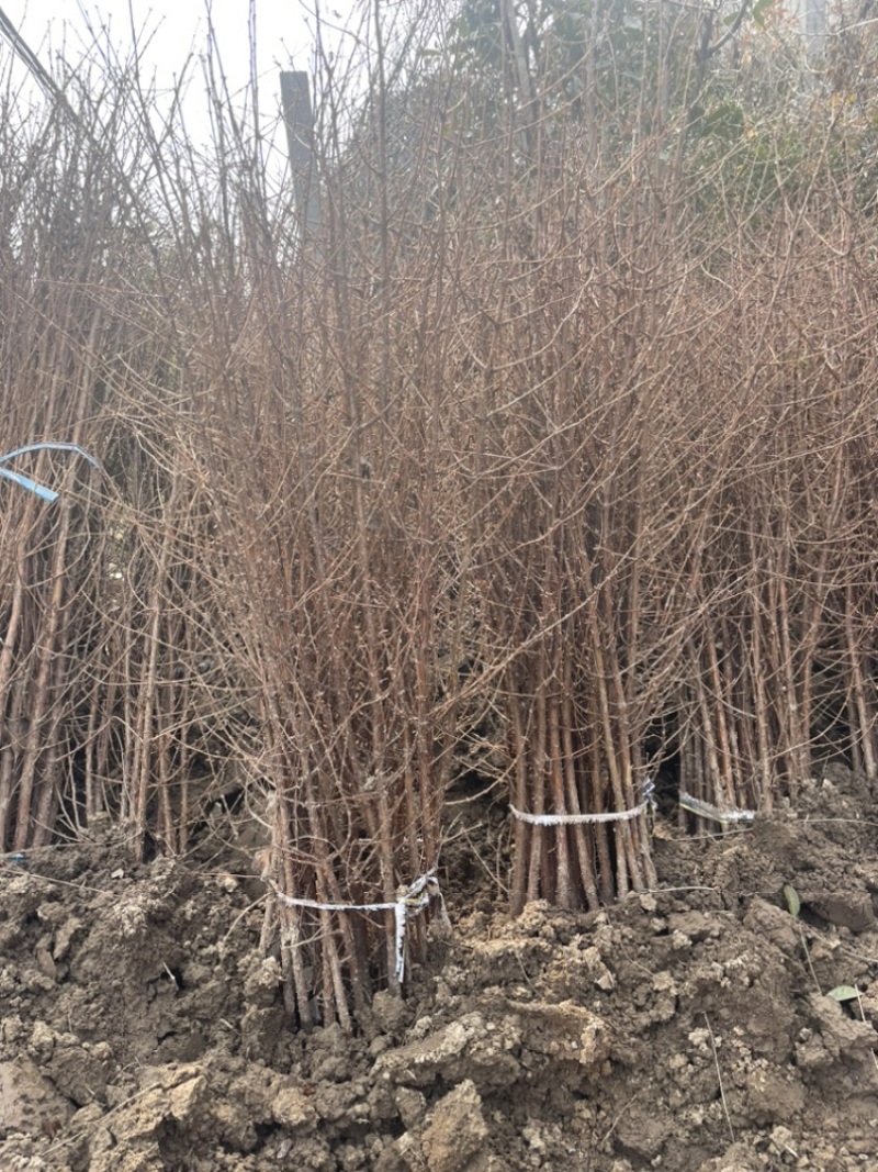 万盛花木常年出售水杉工程绿化用苗规格齐全