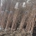 万盛花木常年出售水杉工程绿化用苗规格齐全