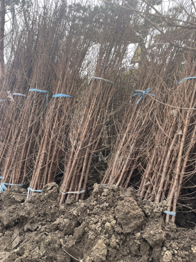 万盛花木常年出售水杉工程绿化用苗规格齐全