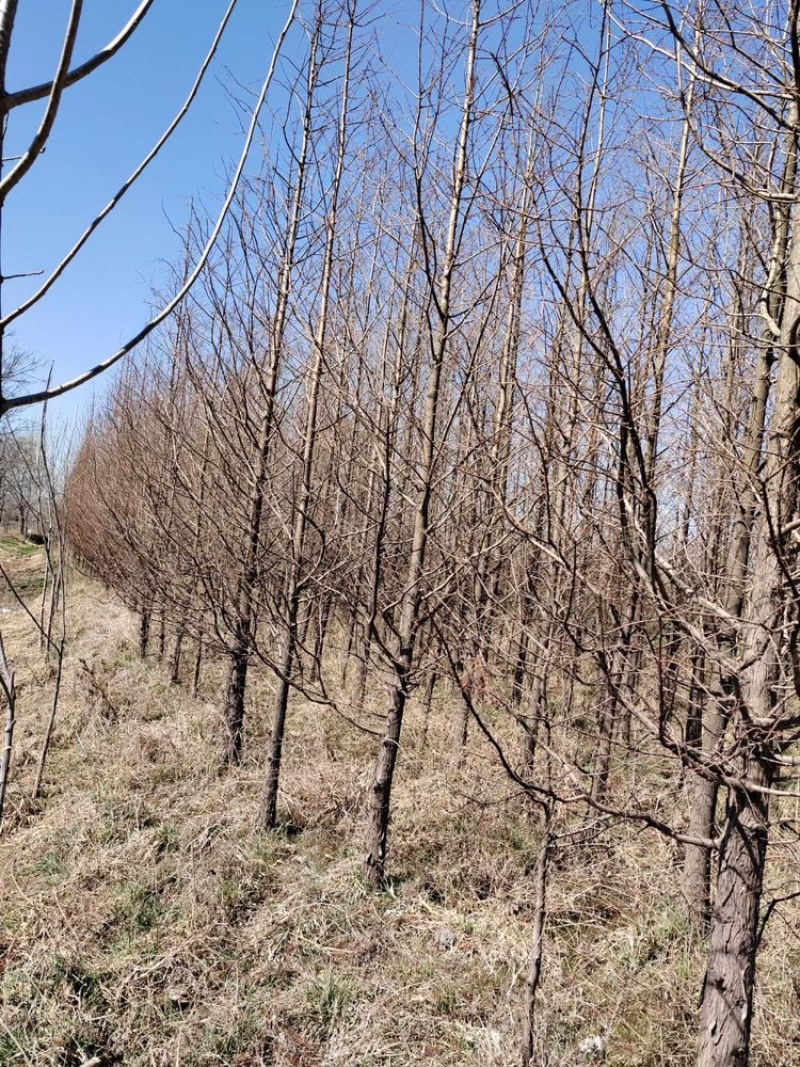 万盛花木常年出售水杉工程绿化用苗规格齐全