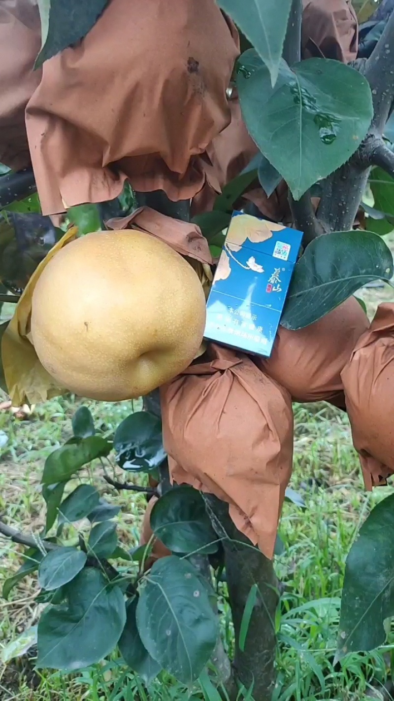 南水梨糖分高水分足耐储存表光好自有冷库代加工