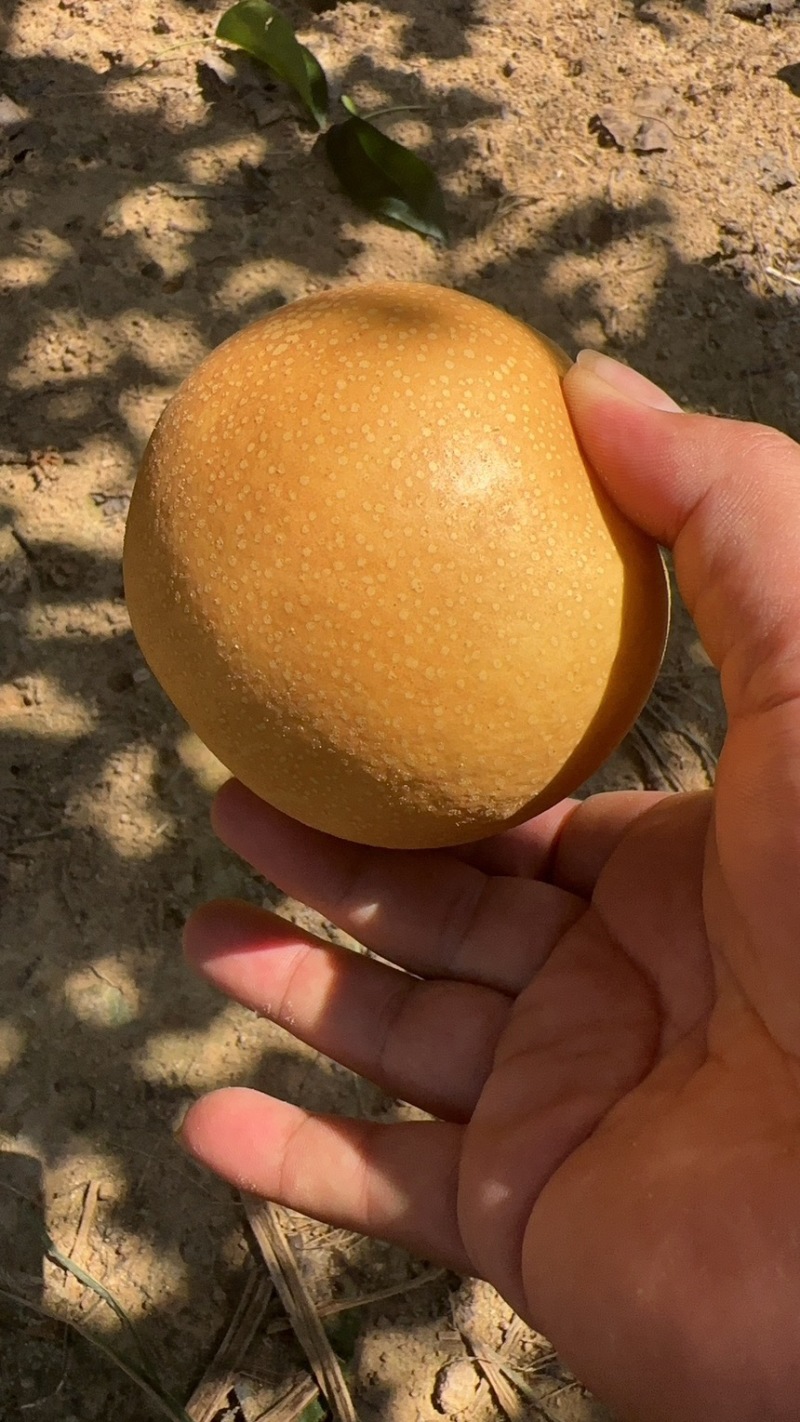 南水梨糖分高水分足耐储存表光好自有冷库代加工