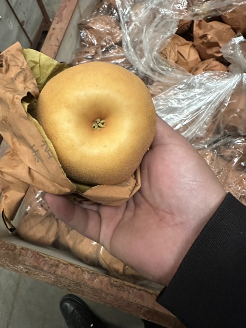 南水梨糖分高水分足耐储存表光好自有冷库代加工