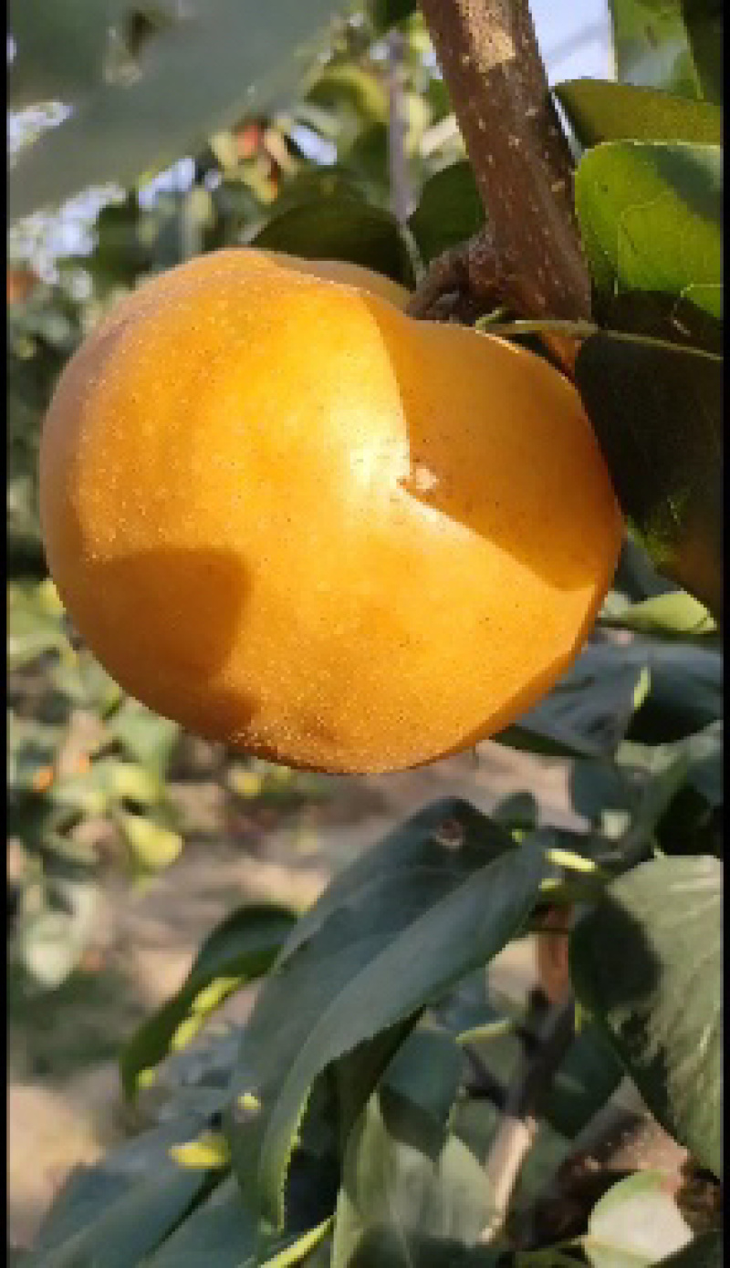 南水梨糖分高水分足耐储存表光好自有冷库代加工
