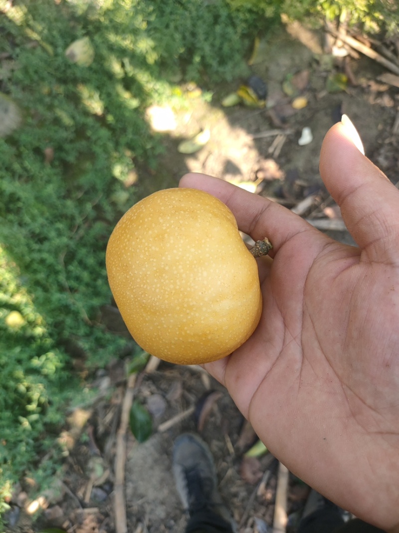 南水梨糖分高水分足耐储存表光好自有冷库代加工