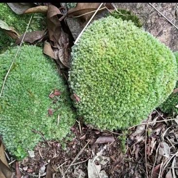 苔藓