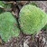 苔藓