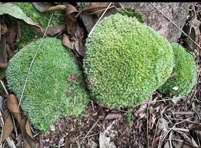 苔藓